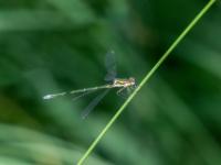 Weidenjungfer Libelle Weibchen